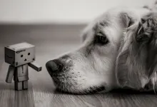 animals dogs danboard monochrome 1680x1050 wallpaper Art HD Wallpaper